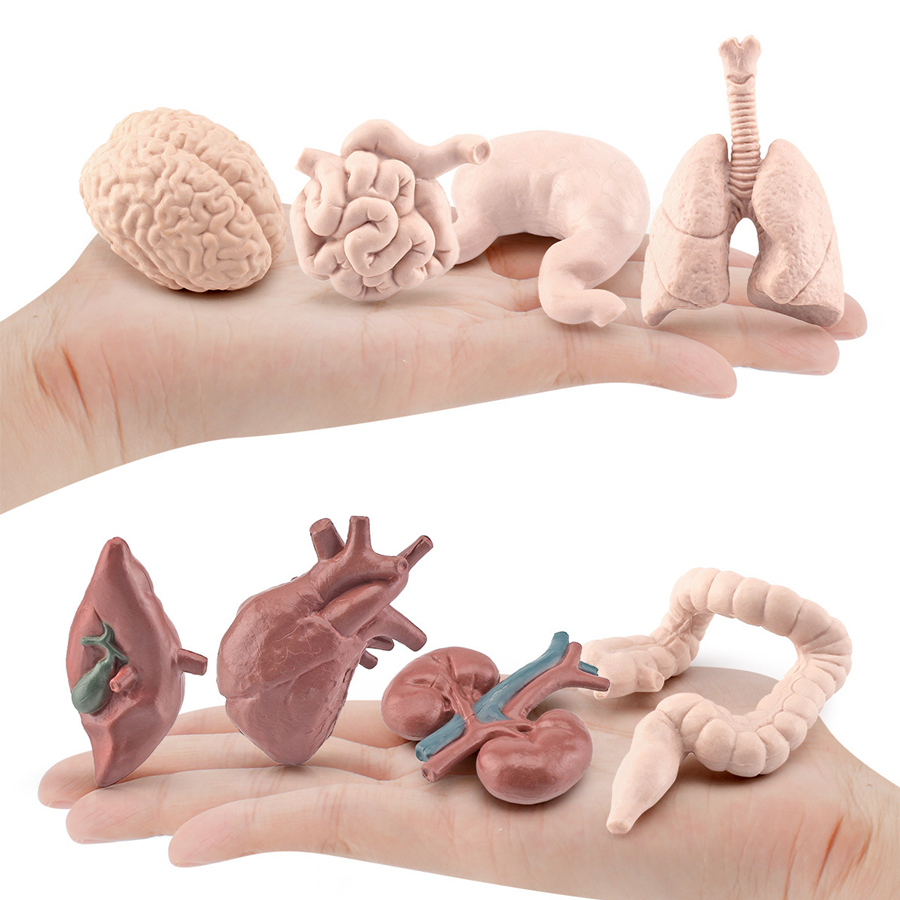 Realistic Human Organs Ancient - Kids Toys Egypt ulasan dan harga